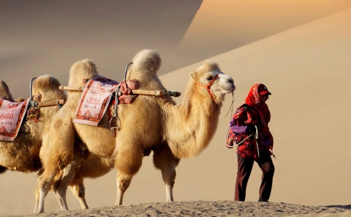 沙漠骑骆驼