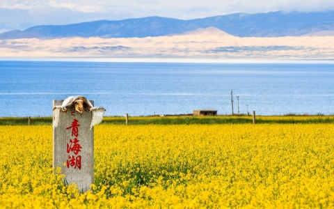 青海湖油菜花田"image"