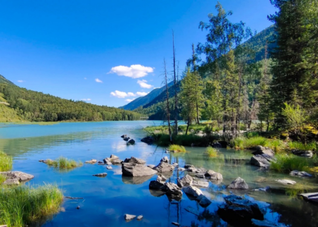 夏天的喀纳斯卧龙湾 夏天的喀纳斯卧龙湾